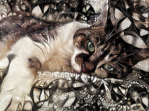 Jewel the Pretty Kitty