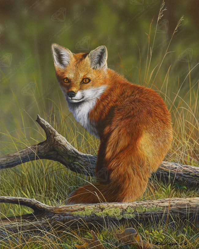 Diamond Painting Fox 20" x 25" (51cm x 64cm) / Square With 41 Colors Including 3 ABs / 52,224
