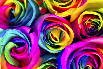Diamond Painting Rainbow Roses 25" x 17" (64cm x 43cm) / Square With 60 Colors Including 4 ABs / 43,010