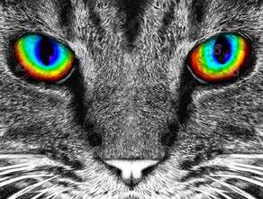 Diamond Painting The Cat 29" x 27″ (74cm x 56cm) / Round with 29 Colors Including 3 Glow-in-the-Dark / 51,874